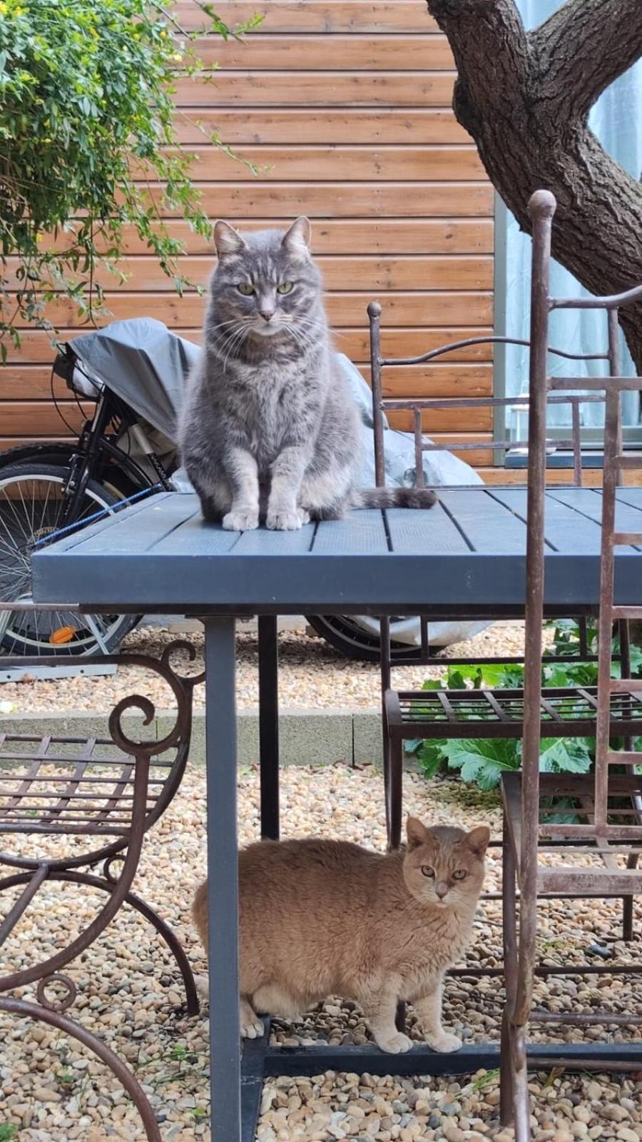 Le Jardin De Mimi Lägenhet Lézignan-Corbières Exteriör bild